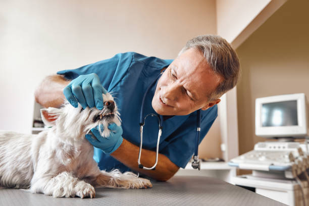 Best Emergency Tooth Extraction in Mishicot, WI